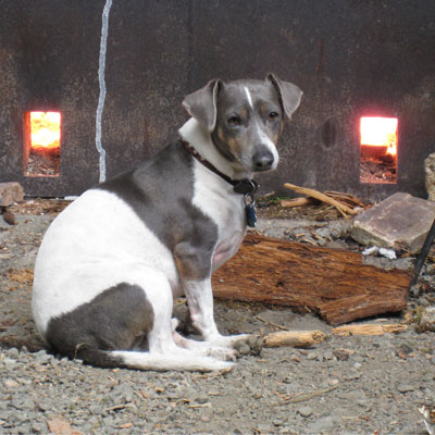 Bowzer the kiln dog